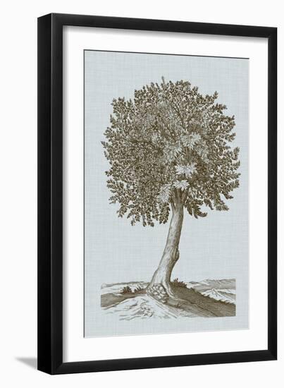 Antique Tree in Sepia I-Vision Studio-Framed Art Print