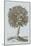 Antique Tree in Sepia I-Vision Studio-Mounted Art Print