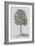 Antique Tree in Sepia II-Vision Studio-Framed Art Print