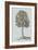 Antique Tree in Sepia II-Vision Studio-Framed Art Print