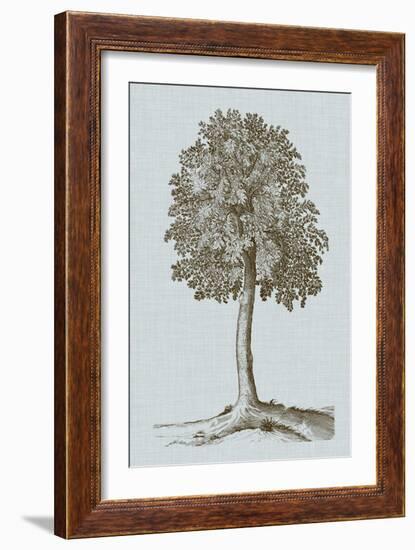 Antique Tree in Sepia II-Vision Studio-Framed Art Print