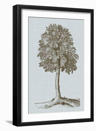 Antique Tree in Sepia II-Vision Studio-Framed Art Print