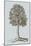 Antique Tree in Sepia II-Vision Studio-Mounted Art Print
