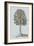 Antique Tree in Sepia II-Vision Studio-Framed Art Print