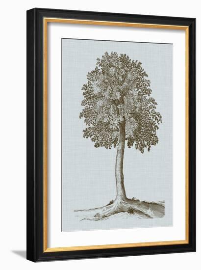 Antique Tree in Sepia II-Vision Studio-Framed Art Print