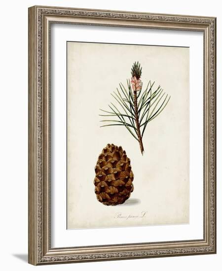 Antique Tree Study V-Unknown-Framed Art Print