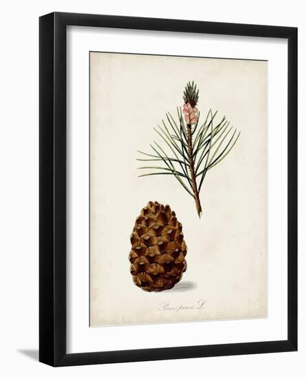 Antique Tree Study V-Unknown-Framed Art Print