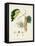 Antique Tree Study VI-Unknown-Framed Stretched Canvas