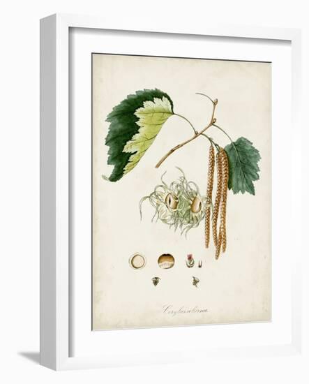 Antique Tree Study VI-Unknown-Framed Art Print