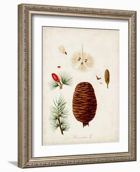 Antique Tree Study VII-Unknown-Framed Art Print