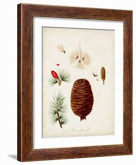 Antique Tree Study VII-Unknown-Framed Art Print