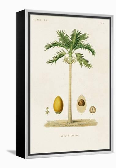 Antique Tree with Fruit II-Unknown-Framed Stretched Canvas