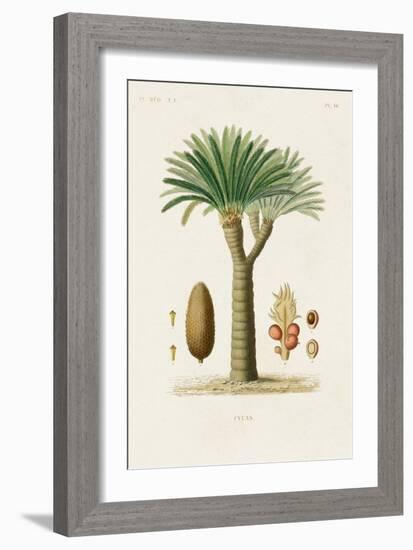 Antique Tree with Fruit V-Unknown-Framed Art Print