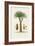 Antique Tree with Fruit V-Unknown-Framed Art Print