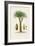 Antique Tree with Fruit V-Unknown-Framed Art Print