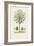 Antique Tree with Fruit VIII-Unknown-Framed Art Print