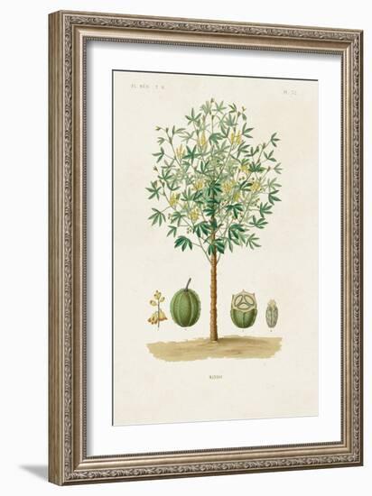 Antique Tree with Fruit VIII-Unknown-Framed Art Print