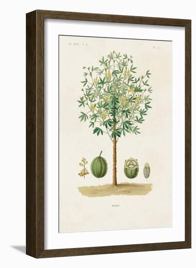 Antique Tree with Fruit VIII-Unknown-Framed Art Print