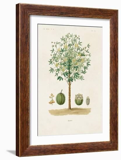 Antique Tree with Fruit VIII-Unknown-Framed Art Print