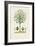 Antique Tree with Fruit VIII-Unknown-Framed Art Print