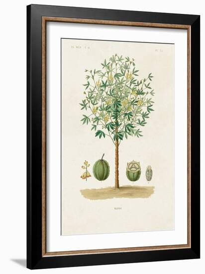 Antique Tree with Fruit VIII-Unknown-Framed Art Print