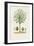 Antique Tree with Fruit VIII-Unknown-Framed Art Print