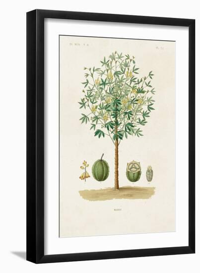 Antique Tree with Fruit VIII-Unknown-Framed Art Print