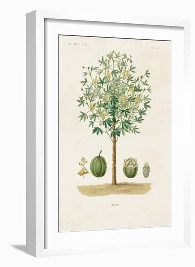 Antique Tree with Fruit VIII-Unknown-Framed Art Print