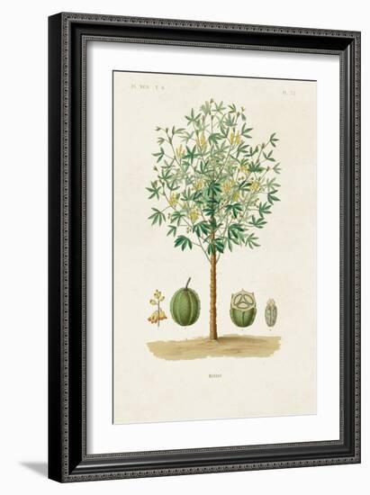 Antique Tree with Fruit VIII-Unknown-Framed Art Print