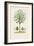 Antique Tree with Fruit VIII-Unknown-Framed Art Print