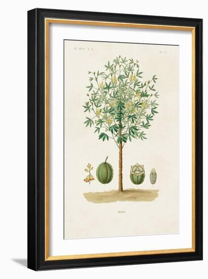 Antique Tree with Fruit VIII-Unknown-Framed Art Print