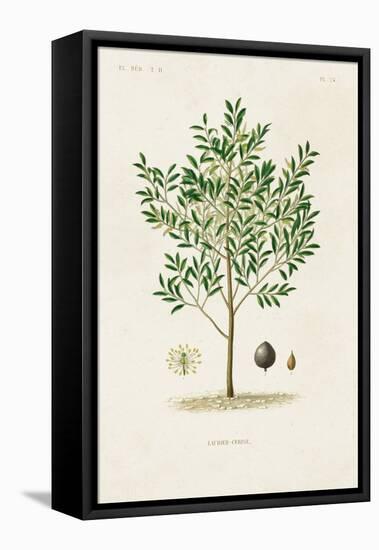 Antique Tree with Fruit XII-Unknown-Framed Stretched Canvas