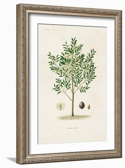 Antique Tree with Fruit XII-Unknown-Framed Art Print