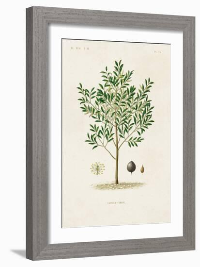 Antique Tree with Fruit XII-Unknown-Framed Art Print