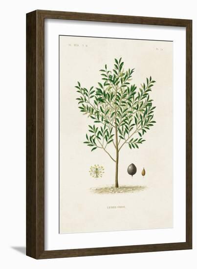 Antique Tree with Fruit XII-Unknown-Framed Art Print