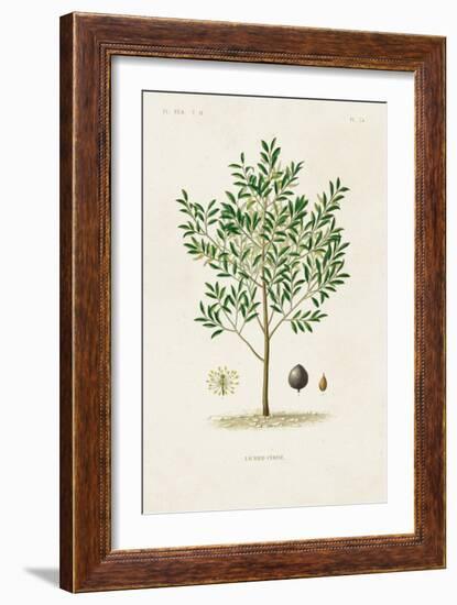 Antique Tree with Fruit XII-Unknown-Framed Art Print