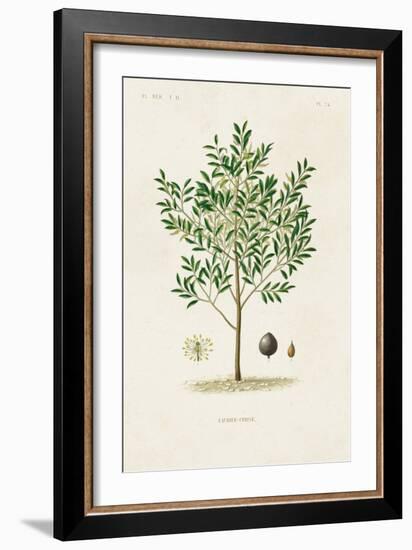 Antique Tree with Fruit XII-Unknown-Framed Art Print