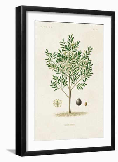 Antique Tree with Fruit XII-Unknown-Framed Art Print