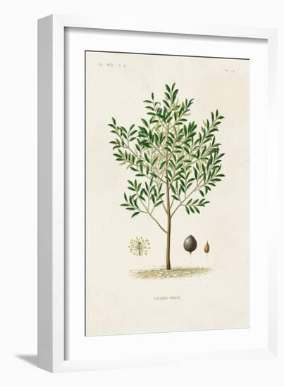 Antique Tree with Fruit XII-Unknown-Framed Art Print