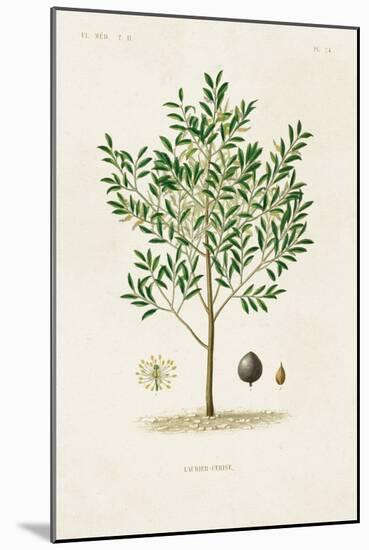 Antique Tree with Fruit XII-Unknown-Mounted Art Print