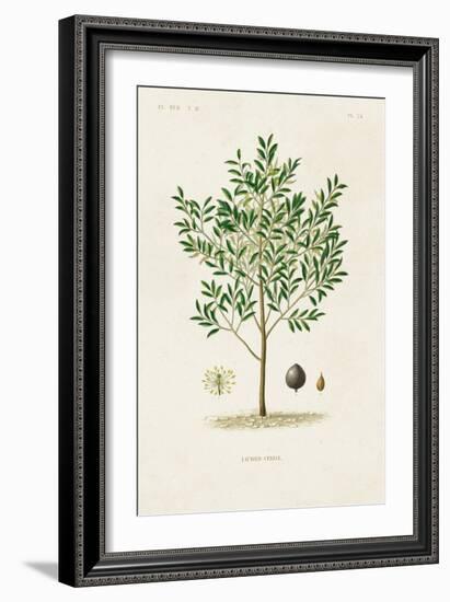 Antique Tree with Fruit XII-Unknown-Framed Art Print