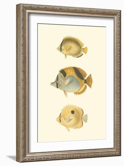 Antique Tropical Fish I-Vision Studio-Framed Art Print