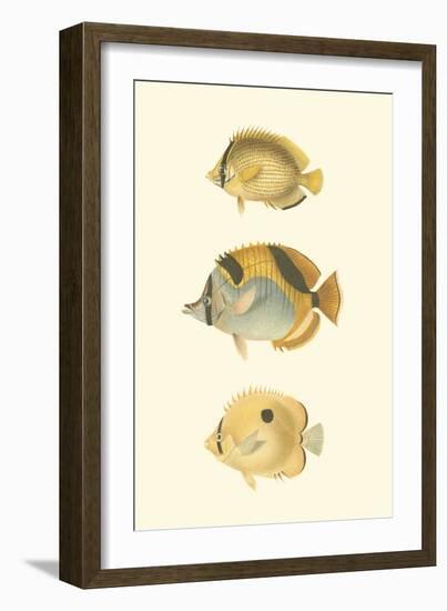 Antique Tropical Fish I-Vision Studio-Framed Art Print