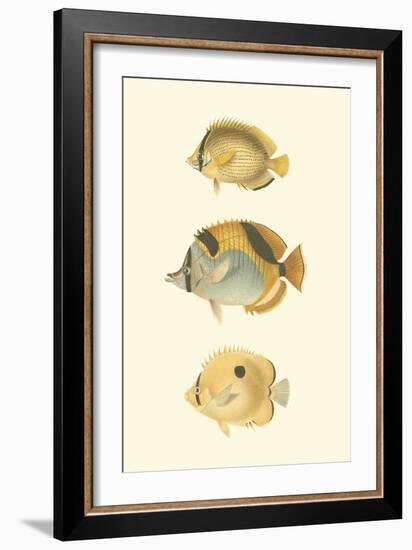 Antique Tropical Fish I-Vision Studio-Framed Art Print