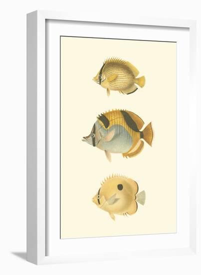 Antique Tropical Fish I-Vision Studio-Framed Art Print