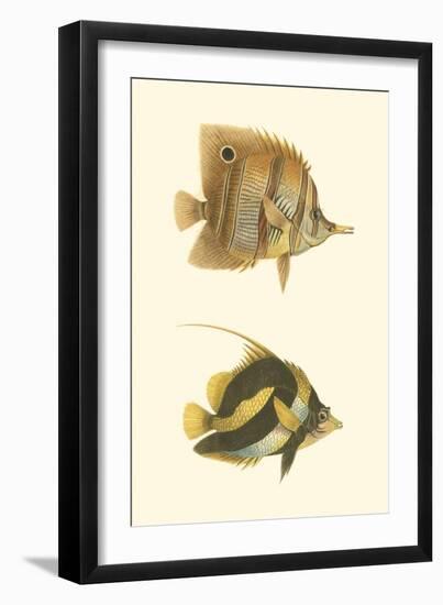 Antique Tropical Fish II-Vision Studio-Framed Art Print