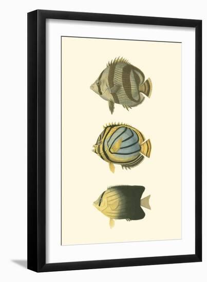 Antique Tropical Fish IV-Vision Studio-Framed Art Print