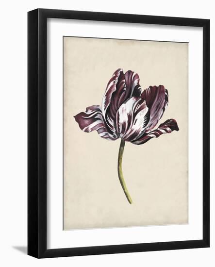 Antique Tulip Study I-Naomi McCavitt-Framed Art Print