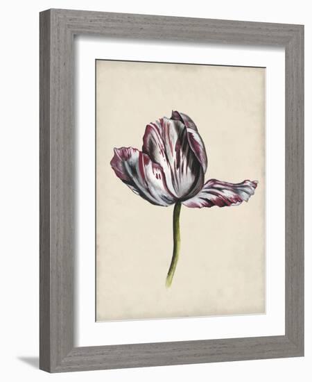 Antique Tulip Study II-Naomi McCavitt-Framed Art Print