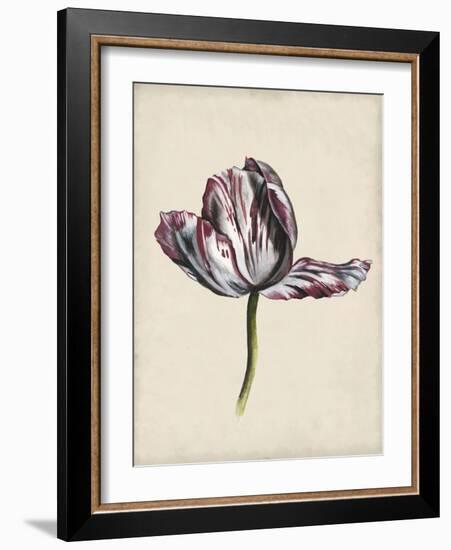 Antique Tulip Study II-Naomi McCavitt-Framed Art Print